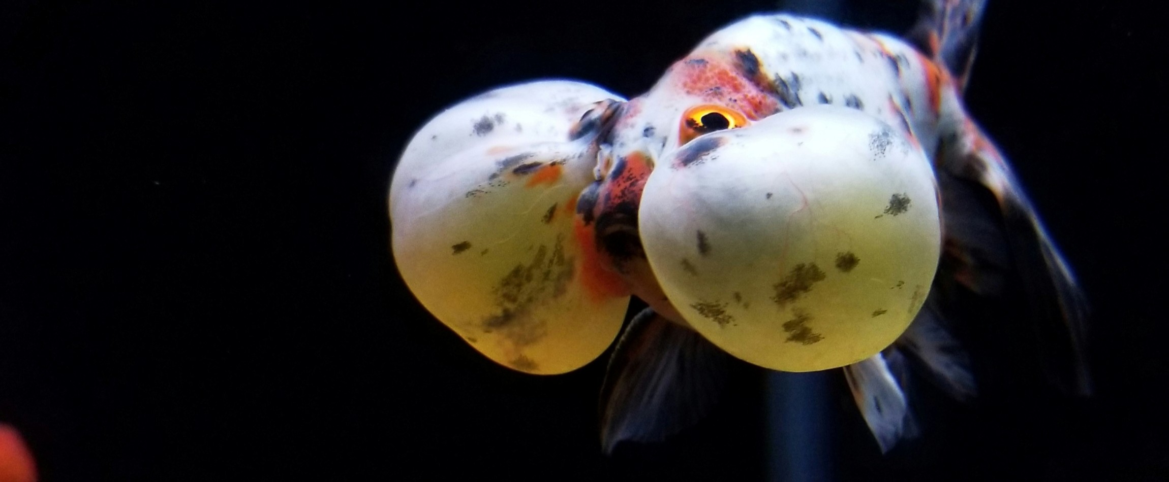 bubble eye goldfish