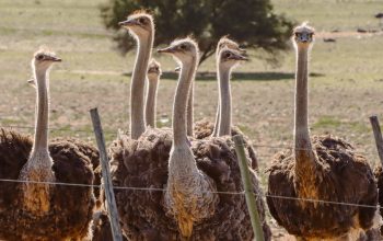 ostriches standing behind fence South Africa