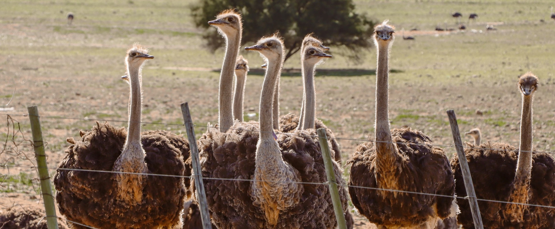 ostriches standing behind fence South Africa