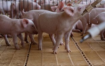 piglets in pen with slatted floors drinking from nipple drinkers