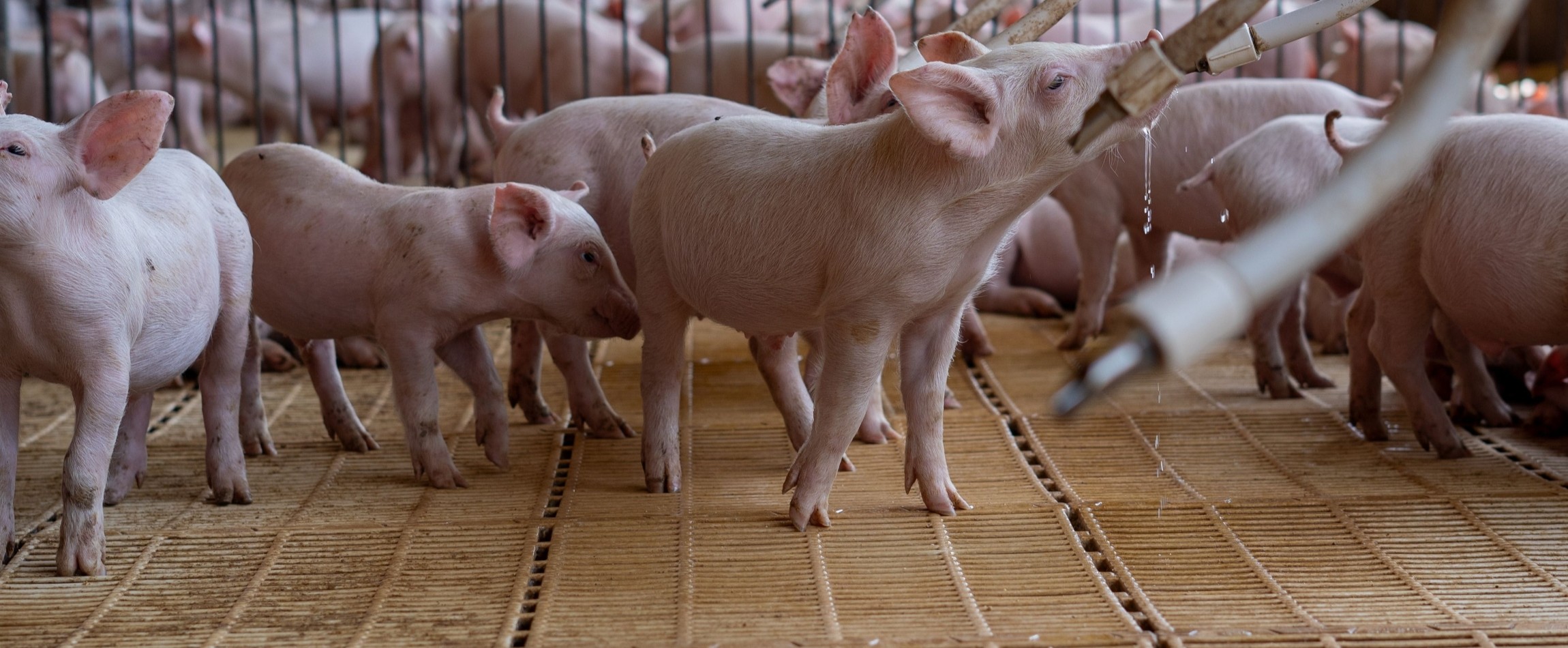 piglets in pen with slatted floors drinking from nipple drinkers